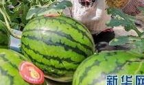淄博吃瓜爆料事件最新消息,最新进展揭秘，真相即将揭晓