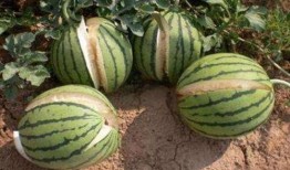 徽县网红吃瓜事件真相,真相背后的网络风波