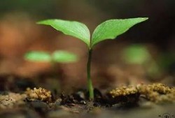 新植物预告植树节爆料视频,绿色未来，共筑生态家园