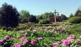 洛阳植物园爆料视频大全,探秘花海与自然奇观