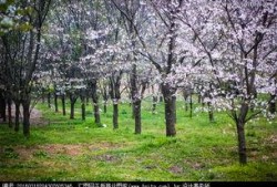 樱花校园最新版大爆料,独家爆料带你领略青春风采