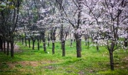 樱花校园最新版大爆料,独家爆料带你领略青春风采