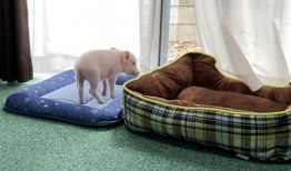 宠物喂养博主爆料视频,揭秘宠物日常饮食与生活细节