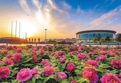 洛阳植物园爆料视频大全,探秘花海与自然奇观