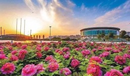 洛阳植物园爆料视频大全,探秘花海与自然奇观