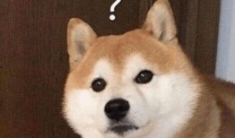 巴哥赤犬爆料视频大全集,揭秘幕后真相与精彩瞬间