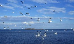 天津海鸥爆料事件真相视频,揭秘真相背后的惊人内幕