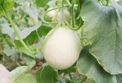 徽县网红吃瓜事件真相,真相背后的网络风波