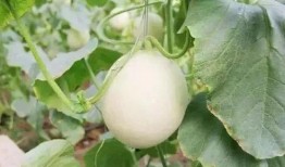 徽县网红吃瓜事件真相,真相背后的网络风波