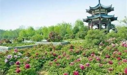 洛阳植物园爆料视频大全,探秘花海与自然奇观