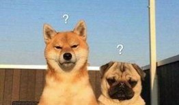 巴哥赤犬爆料视频大全集,揭秘幕后真相与精彩瞬间