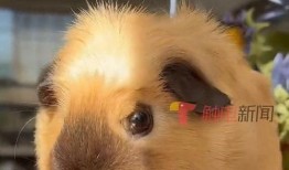 宠物喂养博主爆料视频,揭秘宠物日常饮食与生活细节