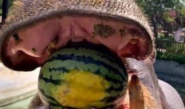 网红吃老汉瓜,传统美食新风尚