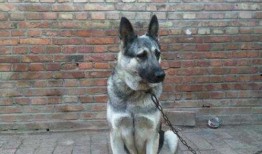 大狼狗夫妇爆料视频,揭秘娱乐圈背后的惊人真相