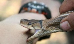 网友爆料被蛇咬了吗视频,紧急救援时刻！