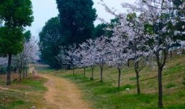 樱花校园最新版大爆料,独家爆料带你领略青春风采