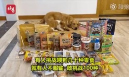 宠物喂养博主爆料视频,揭秘宠物日常饮食与生活细节